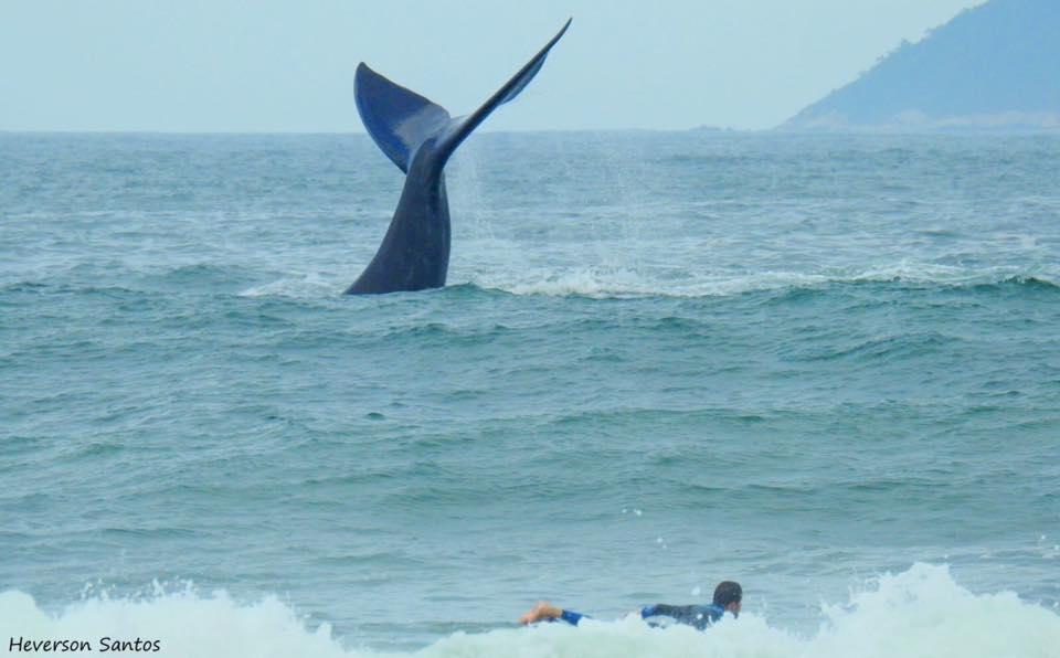 Tranquilidade Na Praia Da Gamboa Garopaba Ngoại thất bức ảnh